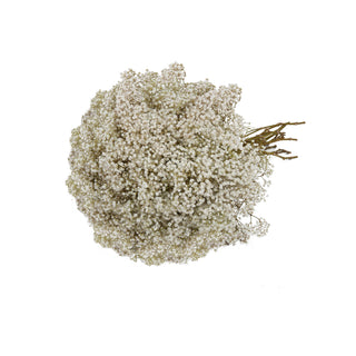 Gypsophila - Galaxy White flowers - fresh-cut flowers by Bloomingmore - ideal for weddings and floral events