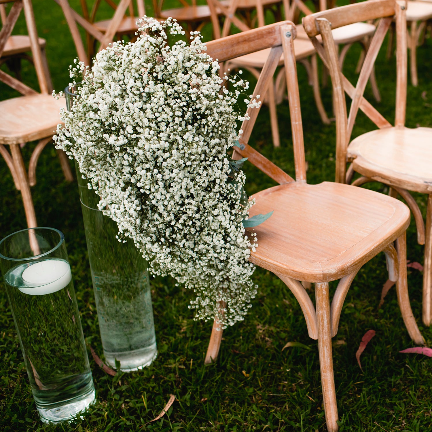Gypsophila_-