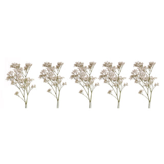 Gypsophila - Galaxy White flowers - fresh-cut flowers by Bloomingmore - ideal for weddings and floral events
