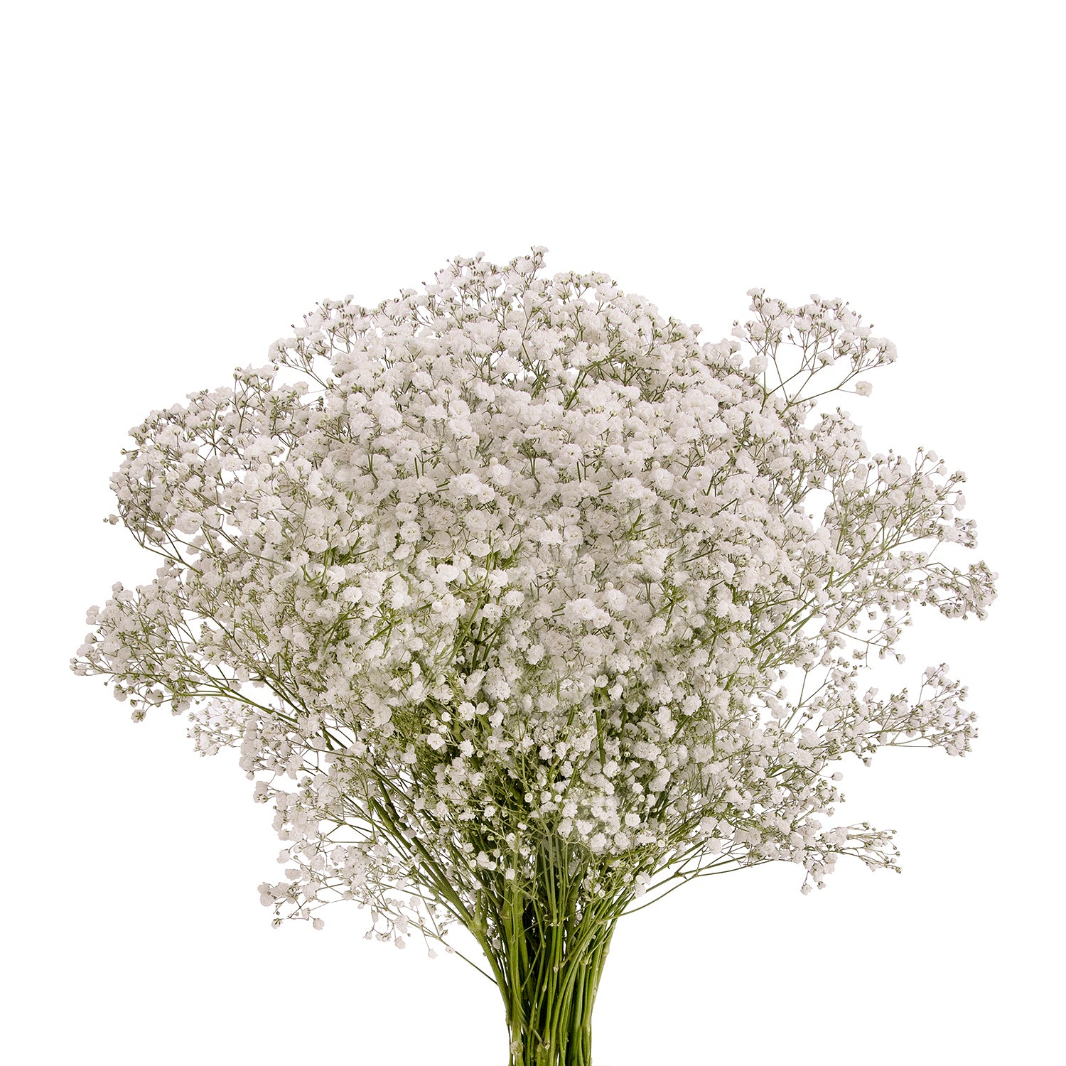 Gypsophila_-