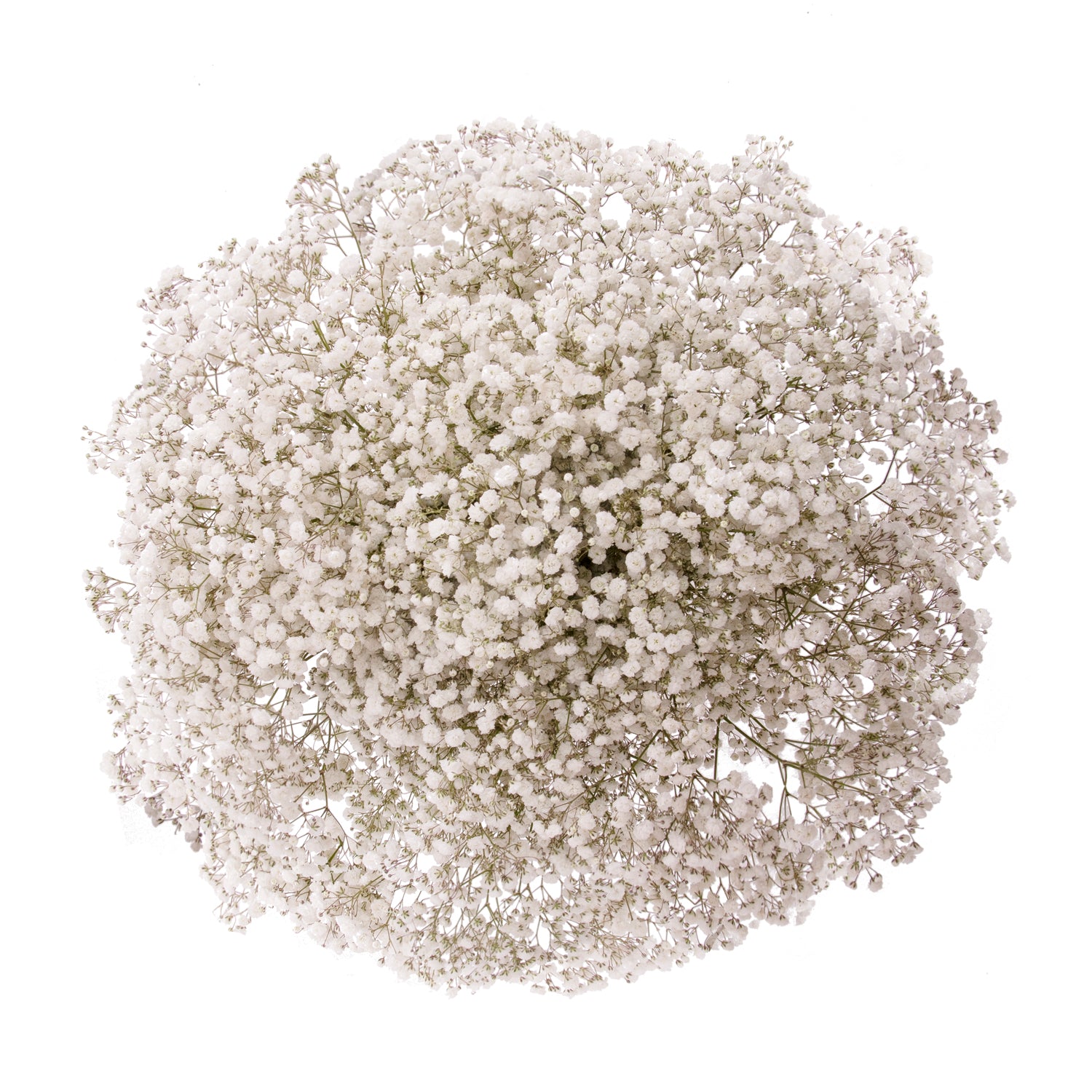 Gypsophila_-