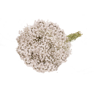 Gypsophila - Mirabella White flowers - fresh-cut flowers by Bloomingmore - ideal for weddings and floral events