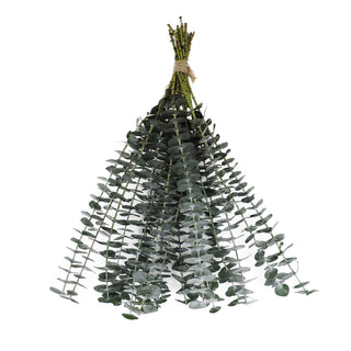 Hanging Baby Blue Eucalyptus Green flowers - fresh-cut flowers by Bloomingmore - ideal for weddings and floral events