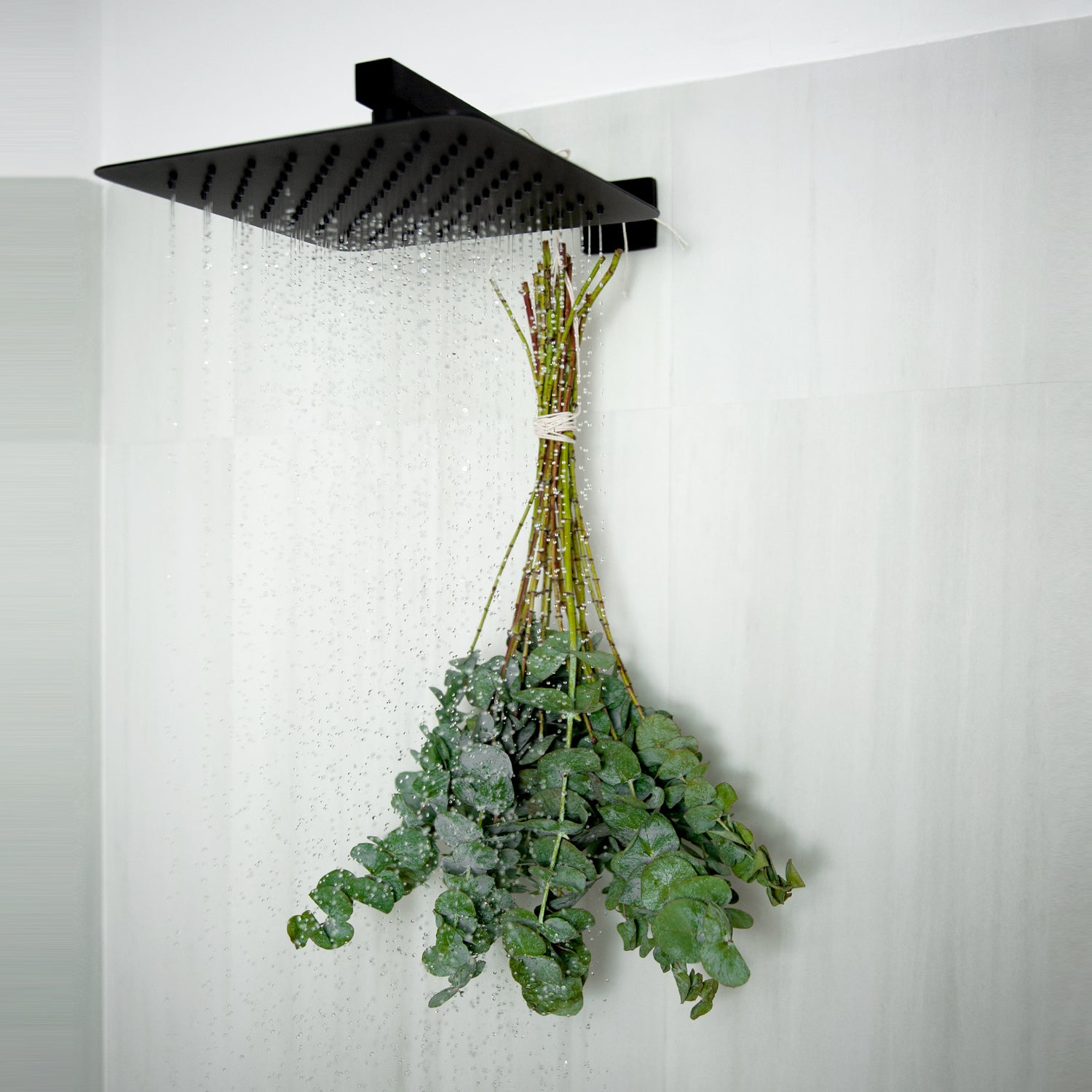 hanging eucalyptus plant real Hanging Baby Blue Eucalyptus 10 / 10