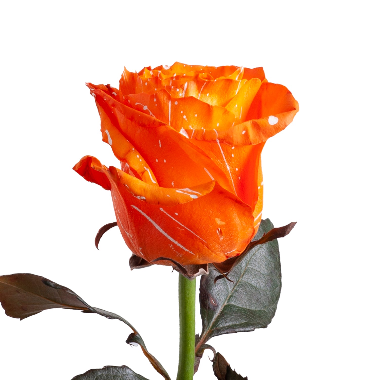 Hazel_Confetti_Painted_Roses_O