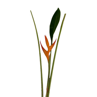 Heliconia Golden Yellow flowers - fresh-cut flowers by Bloomingmore - ideal for weddings and floral events
