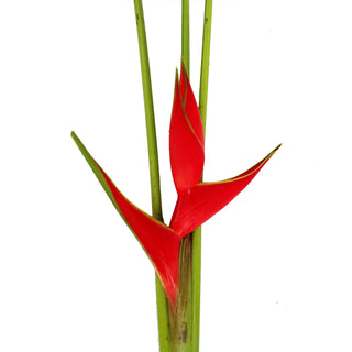 Heliconia Iris Red Red flowers - fresh-cut flowers by Bloomingmore - ideal for weddings and floral events