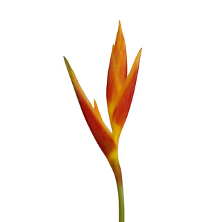 Heliconia Opal Red Red flowers - fresh-cut flowers by Bloomingmore - ideal for weddings and floral events