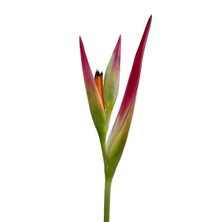 Heliconia Sassy Red flowers - fresh-cut flowers by Bloomingmore - ideal for weddings and floral events