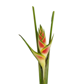 Heliconia Wagneriana, Yellow Yellow flowers - fresh-cut flowers by Bloomingmore - ideal for weddings and floral events