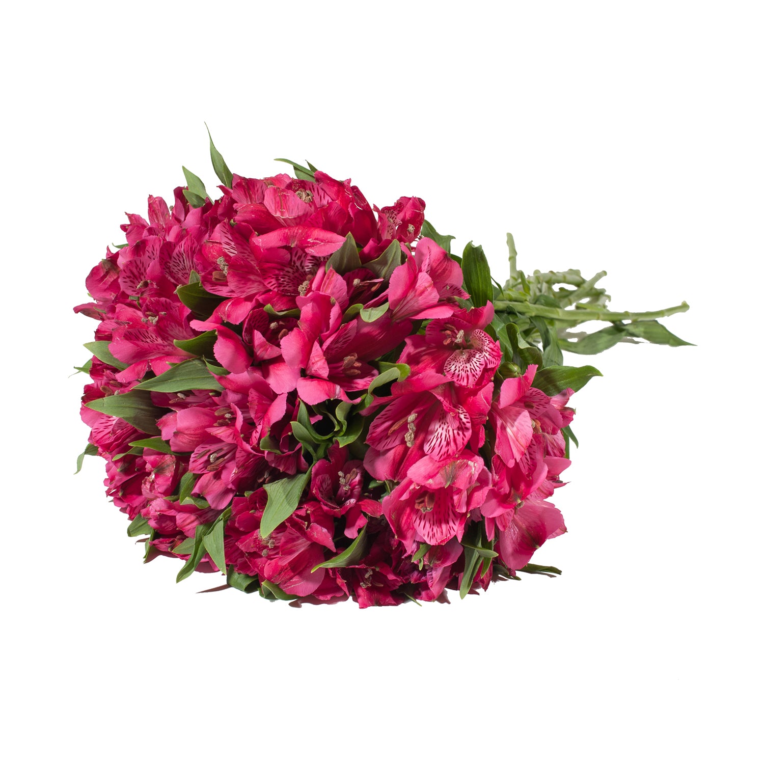 Hot_Pink_Alstroemeria_Pink_flo