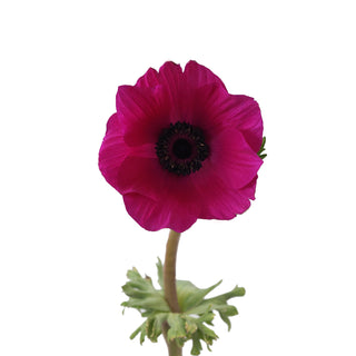 Hot Pink Anemones Pink flowers - fresh-cut flowers by Bloomingmore - ideal for weddings and floral events