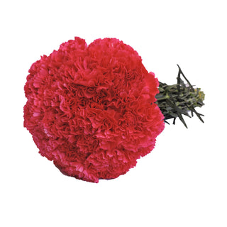 Hot Pink Carnations Pink flowers - fresh-cut flowers by Bloomingmore - ideal for weddings and floral events