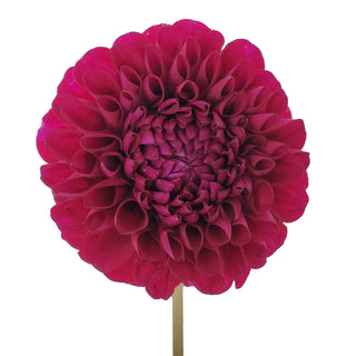 Hot Pink Dahlias Pink flowers - fresh-cut flowers by Bloomingmore - ideal for weddings and floral events