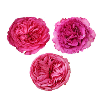 Hot Pink Garden Rose - 36 stems Pink roses - fresh-cut roses by Bloomingmore - ideal for weddings and floral events