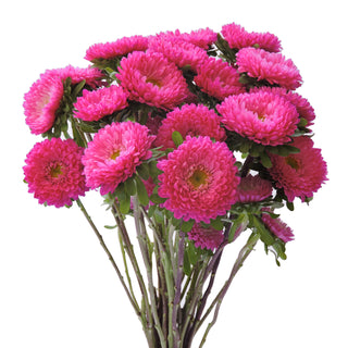 Hot Pink Matsumoto Pink flowers - fresh-cut flowers by Bloomingmore - ideal for weddings and floral events
