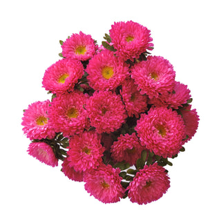 Hot Pink Matsumoto Pink flowers - fresh-cut flowers by Bloomingmore - ideal for weddings and floral events