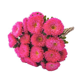Hot Pink Matsumoto Pink flowers - fresh-cut flowers by Bloomingmore - ideal for weddings and floral events
