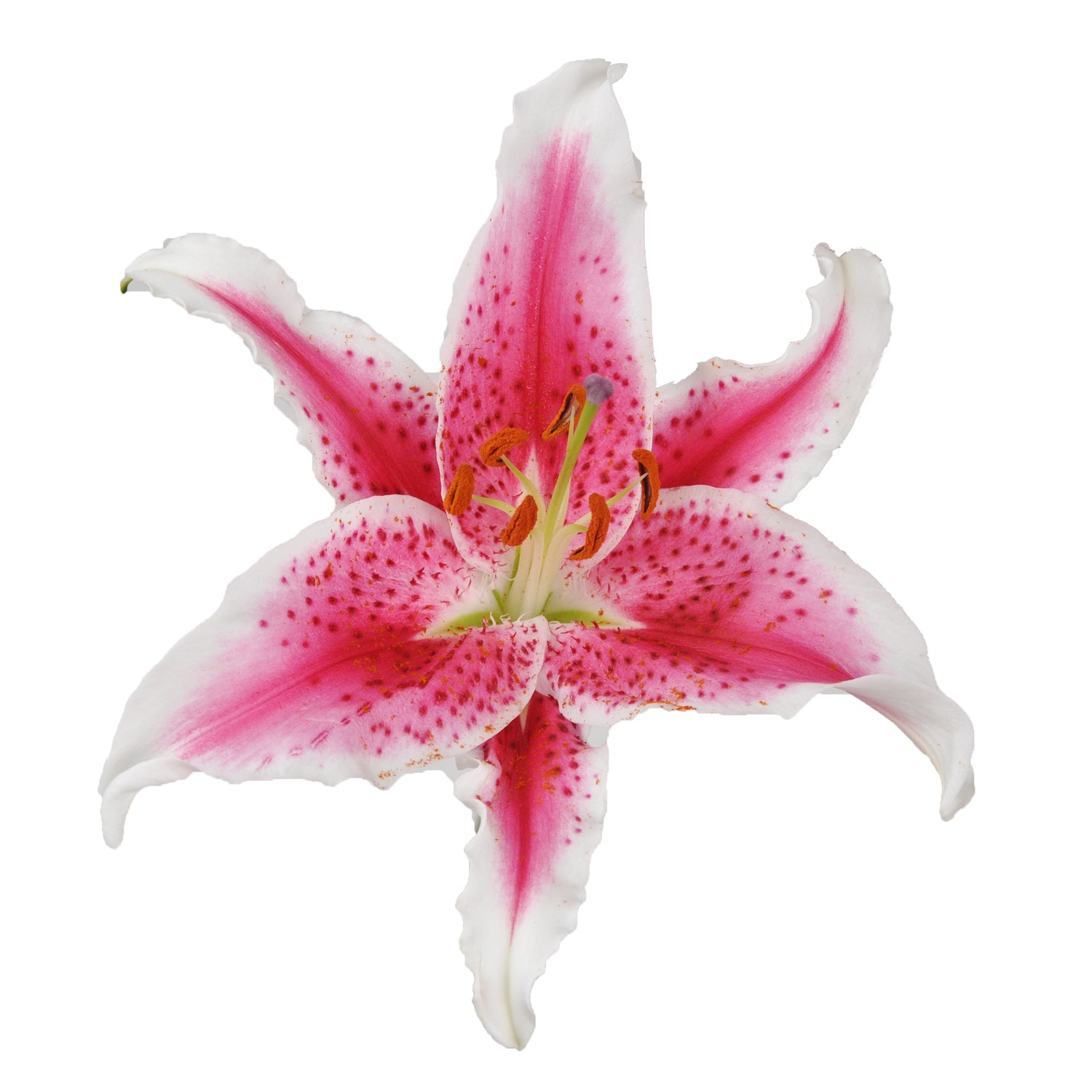 その他 Lily Hot_Pink_Oriental_Lilies_Bloom