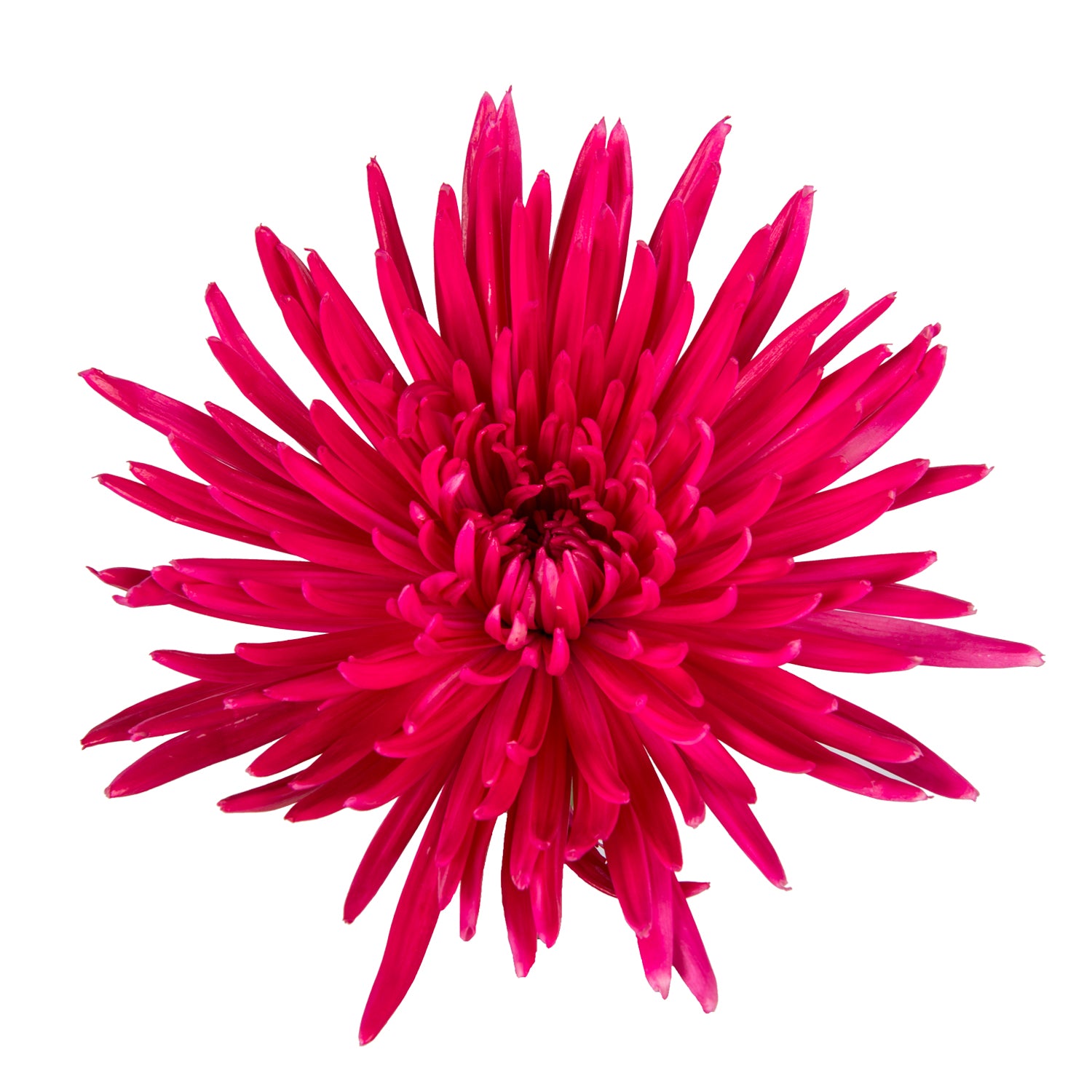 Hot Pink Painted Anastasia Spider Mums – Bloomingmore