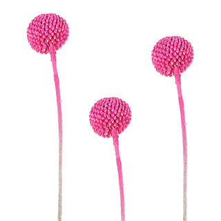 Hot Pink Painted Craspedia Pink flowers - fresh-cut flowers by Bloomingmore - ideal for weddings and floral events