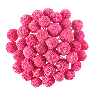 Hot Pink Painted Craspedia Pink flowers - fresh-cut flowers by Bloomingmore - ideal for weddings and floral events