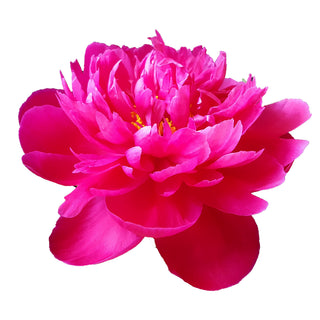 Hot Pink Peonies Pink flowers - fresh-cut flowers by Bloomingmore - ideal for weddings and floral events