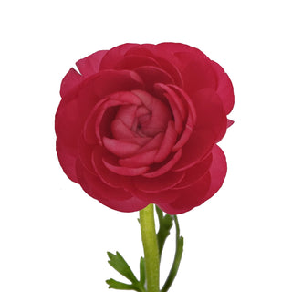 Hot Pink Ranunculus Pink flowers - fresh-cut flowers by Bloomingmore - ideal for weddings and floral events