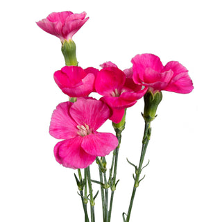 Hot Pink Solomios Pink flowers - fresh-cut flowers by Bloomingmore - ideal for weddings and floral events