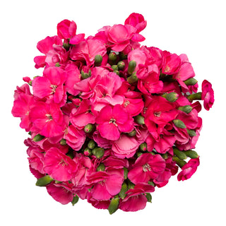 Hot Pink Solomios Pink flowers - fresh-cut flowers by Bloomingmore - ideal for weddings and floral events