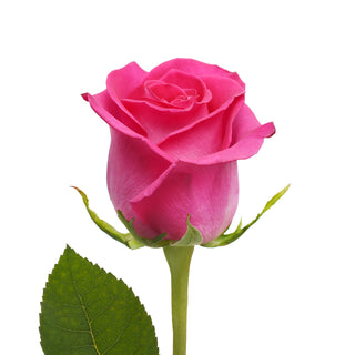 Hot Pink & White Roses - Choose from 50 to 125 Stems White roses - fresh-cut roses by Bloomingmore - ideal for weddings and floral events