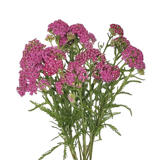 Hot Pink Yarrow Cottage Pink flowers - fresh-cut flowers by Bloomingmore - ideal for weddings and floral events
