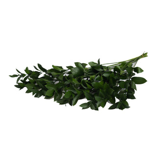 Israeli Green Ruscus Green flowers - fresh-cut flowers by Bloomingmore - ideal for weddings and floral events
