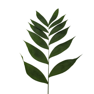 Jade Palm - 160 Stems Green flowers - fresh-cut flowers by Bloomingmore - ideal for weddings and floral events