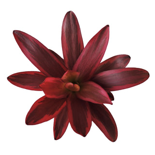 Jester Proteas 70 cm. Red flowers - fresh-cut flowers by Bloomingmore - ideal for weddings and floral events