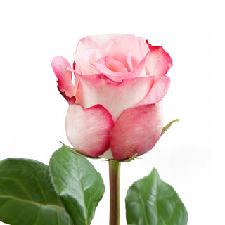 Joyce Roses Pink roses - fresh-cut roses by Bloomingmore - ideal for weddings and floral events