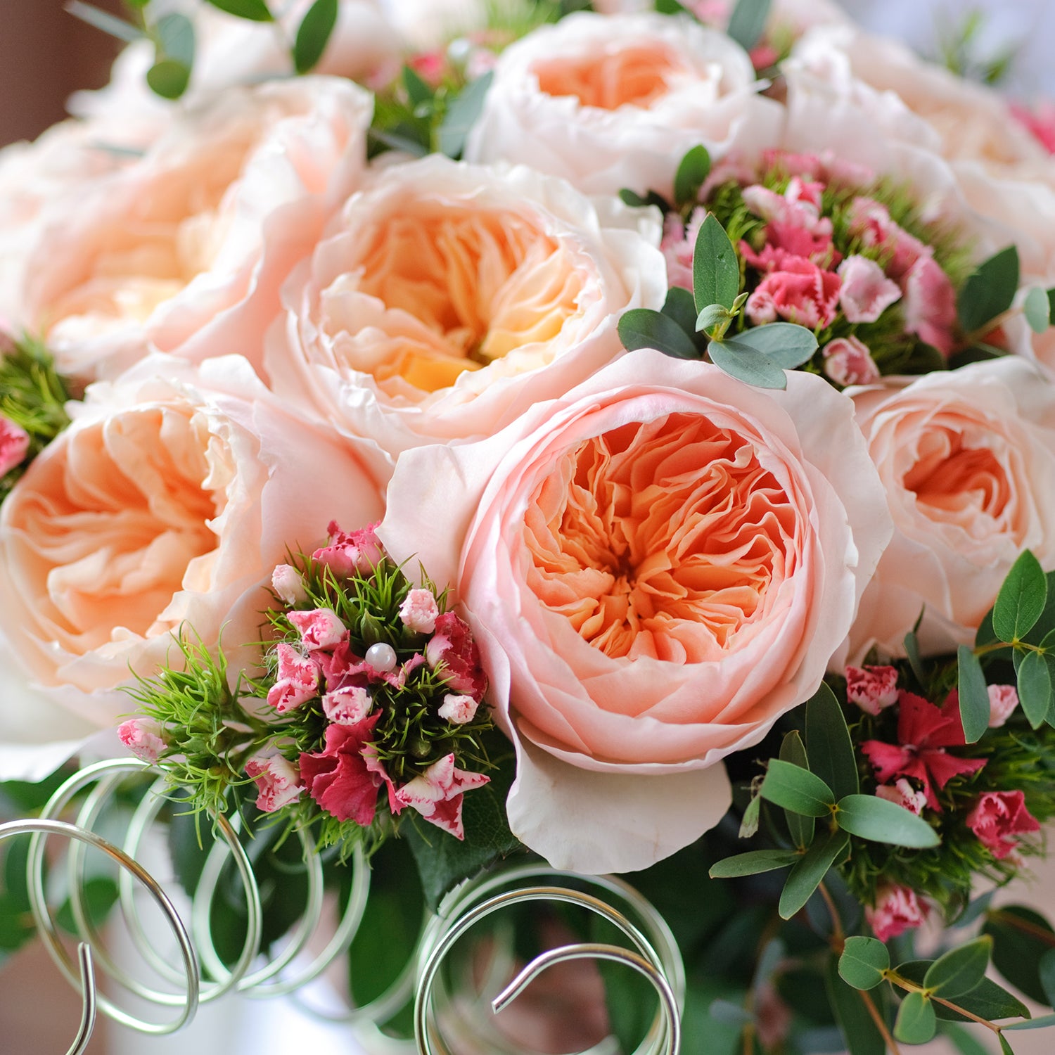 juliet rose seeds for sale Juliet