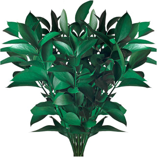 Kelly Green Painted Ruscus Green flowers - fresh-cut flowers by Bloomingmore - ideal for weddings and floral events