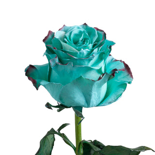 Lady Painted Roses Lady roses - fresh-cut roses by Bloomingmore - ideal for weddings and floral events