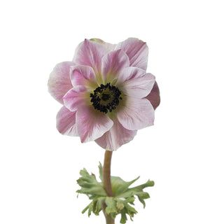 Lavender Anemones Lavender flowers - fresh-cut flowers by Bloomingmore - ideal for weddings and floral events