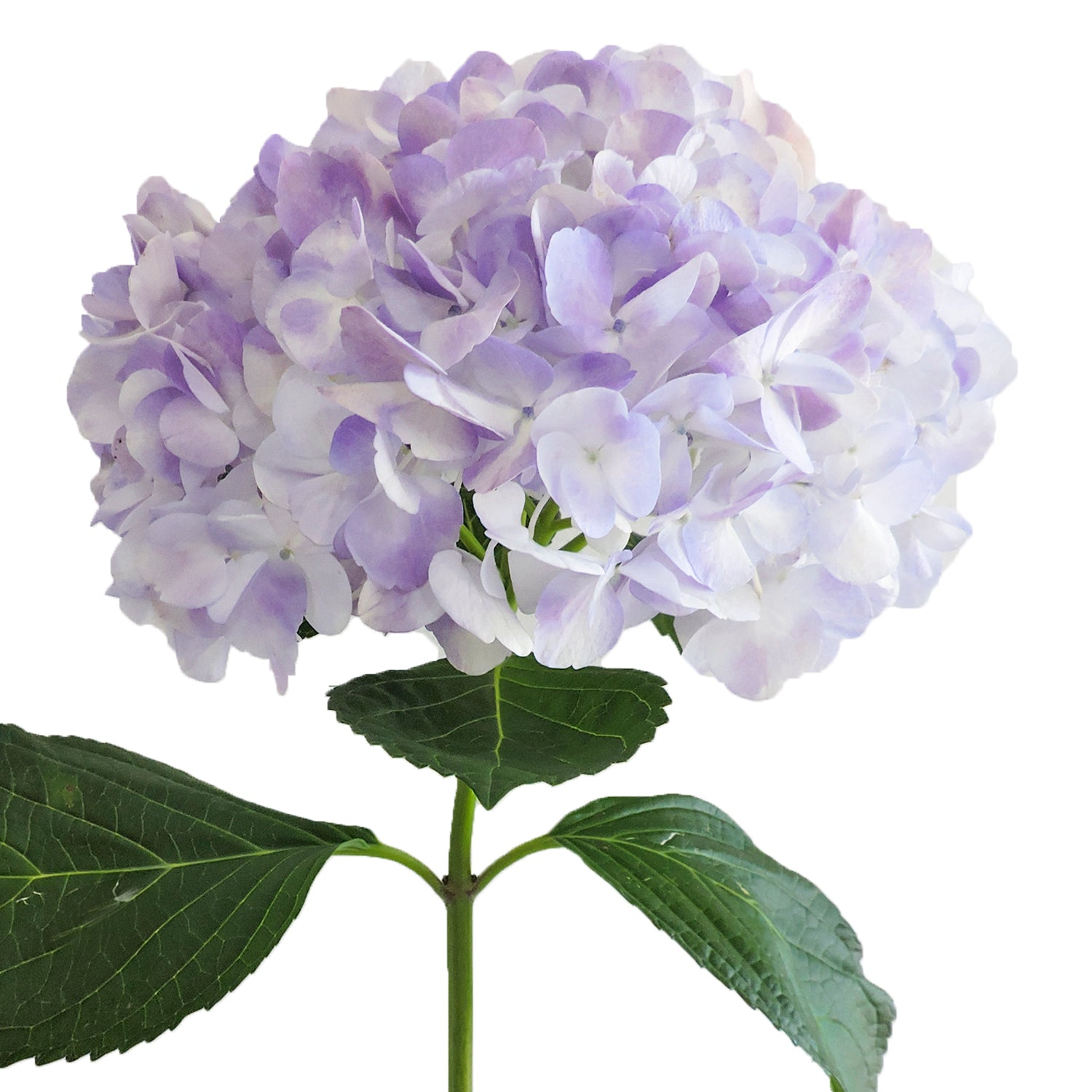 lavender hydrangea plant Lavender Hydrangeas 30 Stems