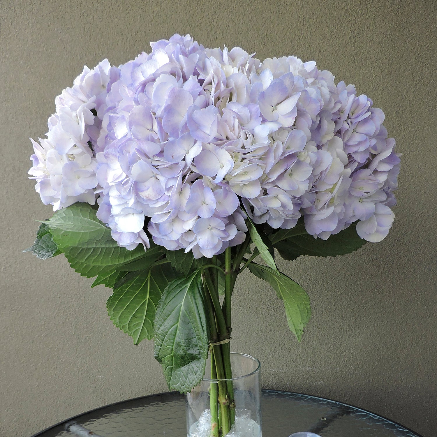 lavender hydrangea flower Lavender Hydrangeas 30 Stems