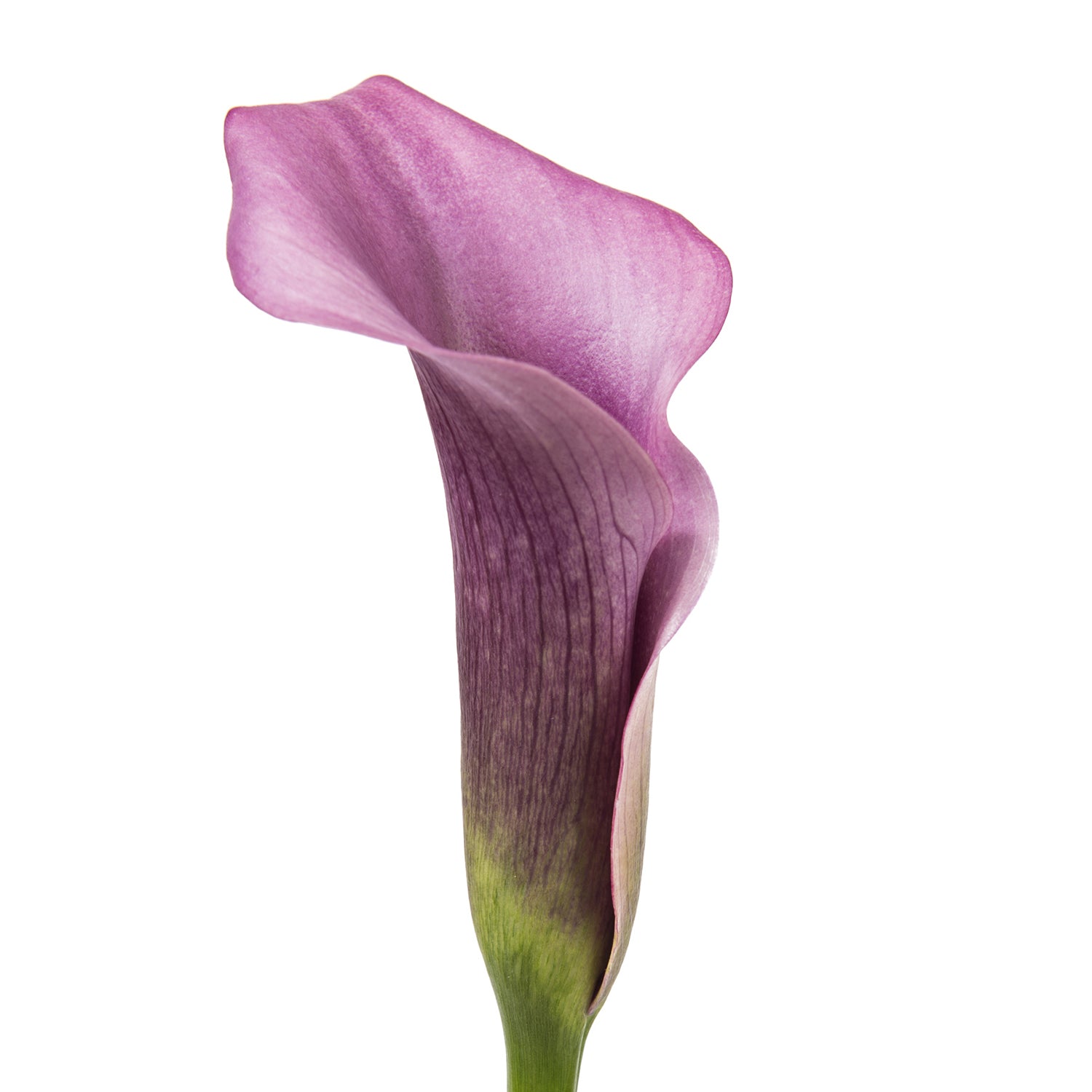purple white calla lilies Lavender Mini Calla Lilies Lavender / 20 Stems