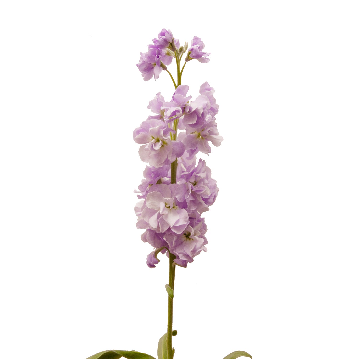 stock lavender purple flower Lavender Stock 60