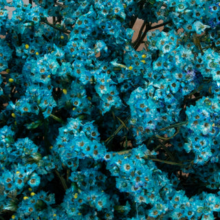 Light Blue Tinted Limonium Green flowers - fresh-cut flowers by Bloomingmore - ideal for weddings and floral events