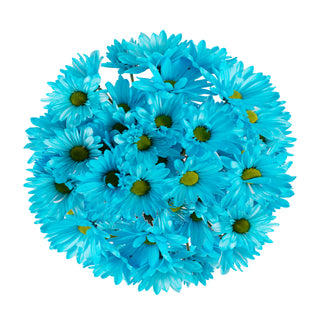 Light Blue Tinted Pompom Daisy Mums Green flowers - fresh-cut flowers by Bloomingmore - ideal for weddings and floral events