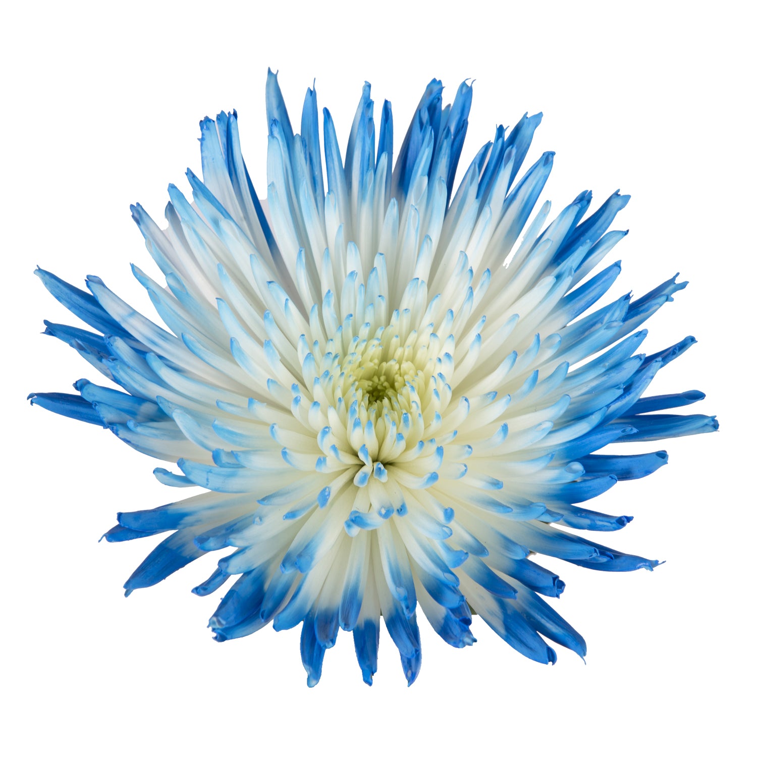 spider mum plant Light Blue & White Painted Bi-Colored Anastasia Spider Mums Light Blue & White / 60 Stems