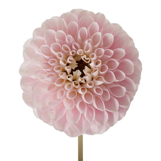 Light Pink Dahlias Pink flowers - fresh-cut flowers by Bloomingmore - ideal for weddings and floral events