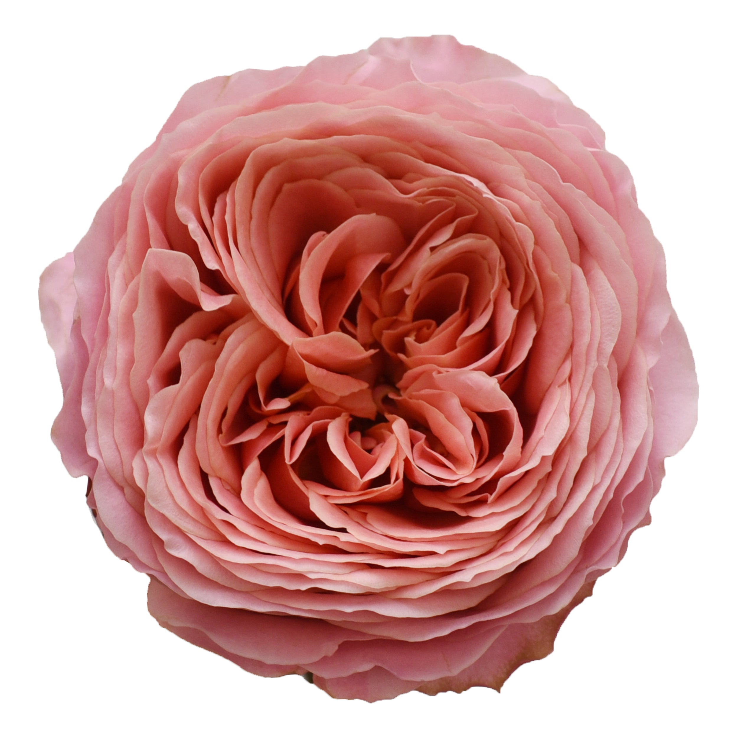 Light_Pink_Garden_Rose_Bloomin