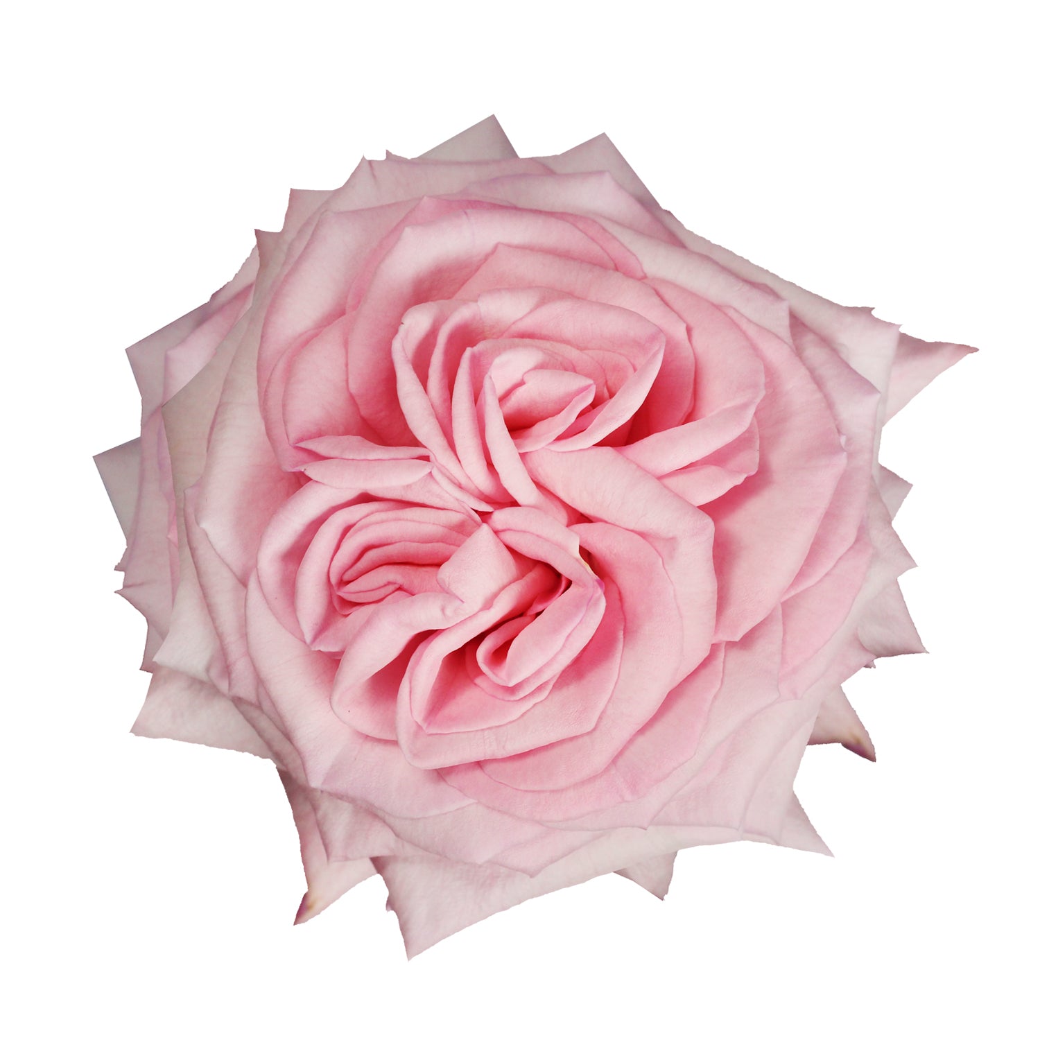 Light_Pink_Garden_Rose_Bloomin